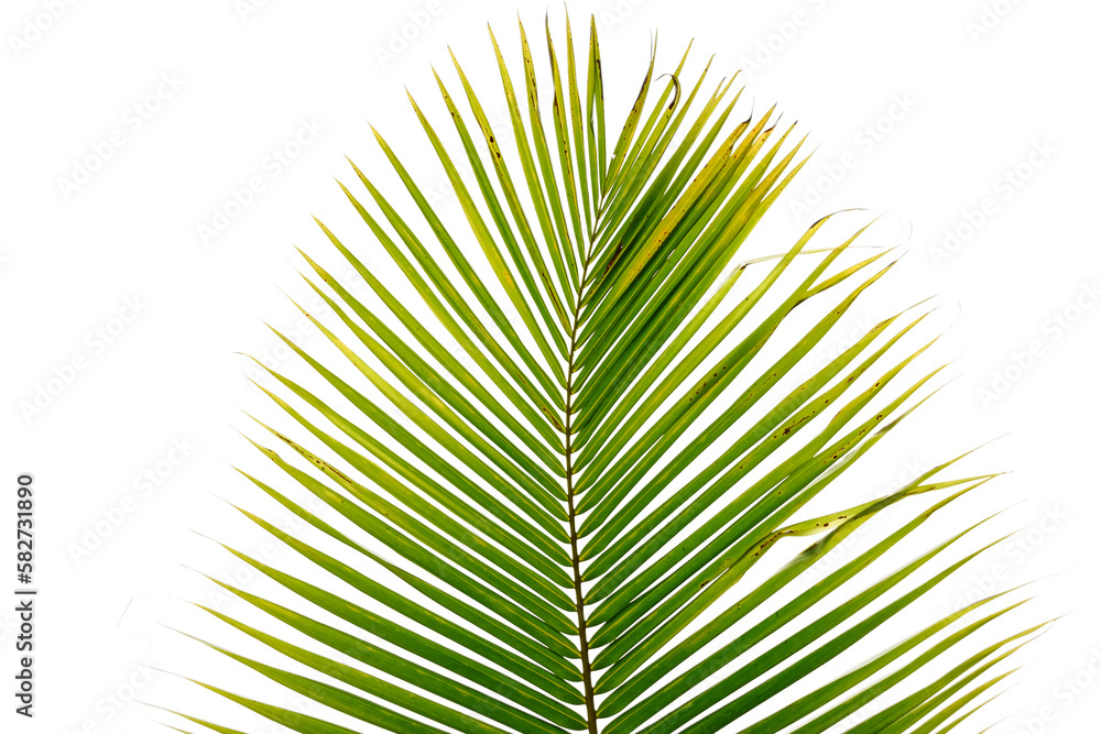 Fototapeta premium palm tree leaf