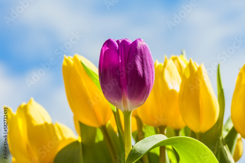 Purple Tulip and Yellow Tulips in Springtime