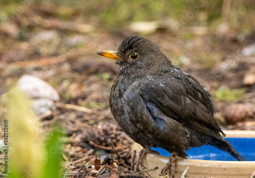 Female black bird having a bath in a bowl of water