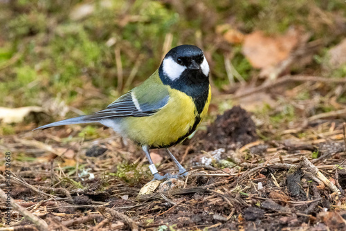 Great tit in the wooland enjoying a bowl of water