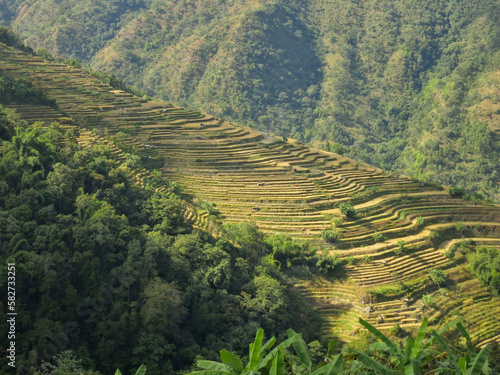 Beautiful landscape of terraced rice fields in the village of Mesulumi near Chizami in the Phek District of Nagaland. photo