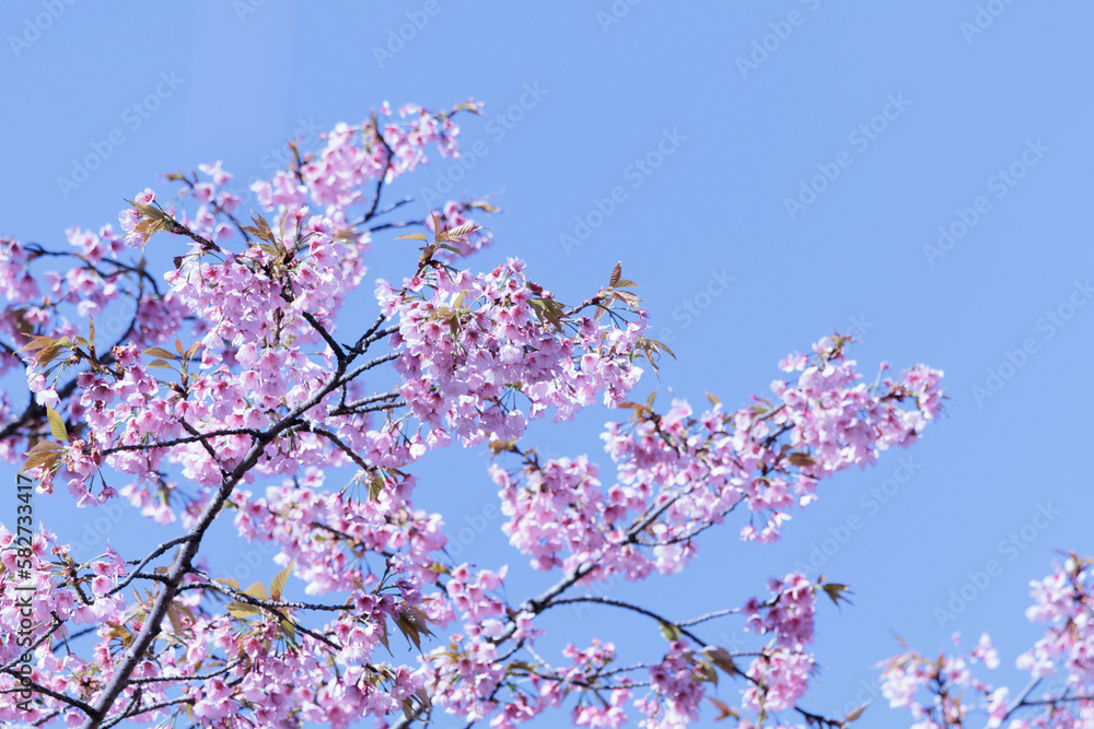 山あいの春をいち早く告げる山桜