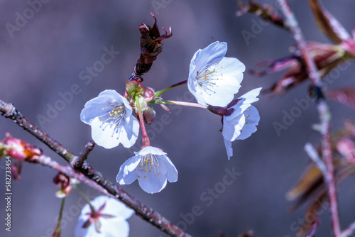 山あいの春をいち早く告げる山桜 photo
