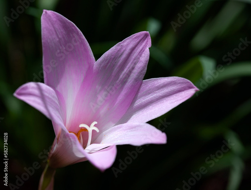 Blooming Pink Rain Lily Flower