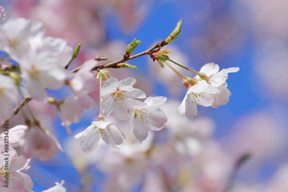 Obraz premium 桜（ジンダイアケボノ）