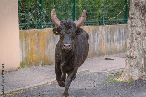 Bandido et abrivado dans une rue de village dans le sud de la France. Taureau de Camargue en liberté dans une rue. Tradition taurine. photo