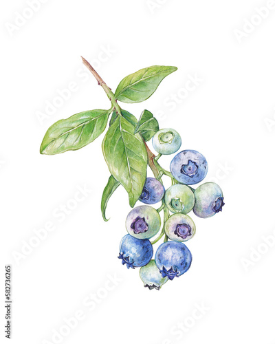 Watercolor branch with blueberries and leaves