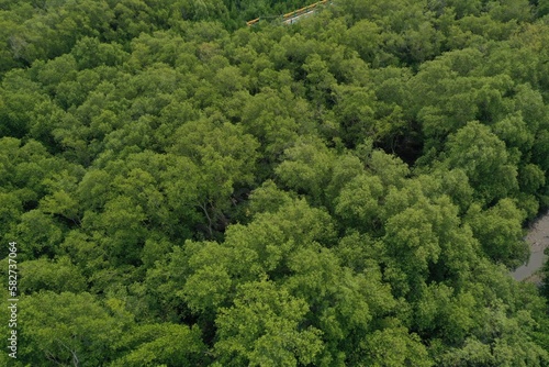 Mangroves forest aerial top view mud coast