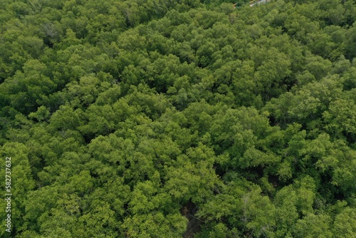 Mangroves forest aerial top view mud coast