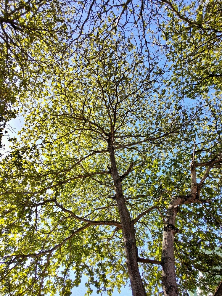 Leafy trees with a beautiful blue sky transmitting peace and tranquility