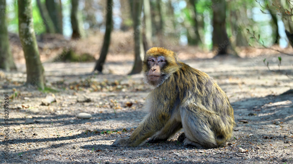 Barbary ape with hands on ground looks away