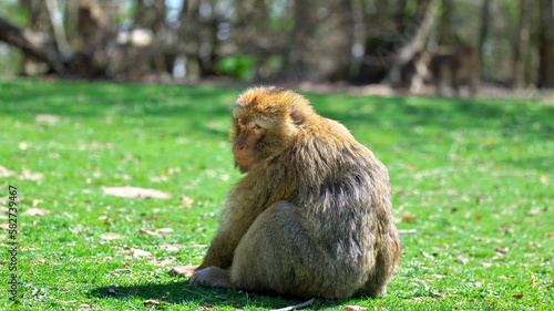 Bild auf Leinwand Young barbary ape sits in a meadow and looks backwards