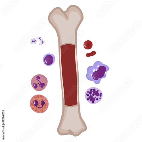 Fotografija Red bone marrow contains blood stem cells that can become red blood cells, white blood cells, or platelets