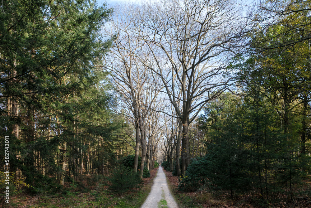 Fototapeta premium Nature reserve Sallandse Heuvelrug