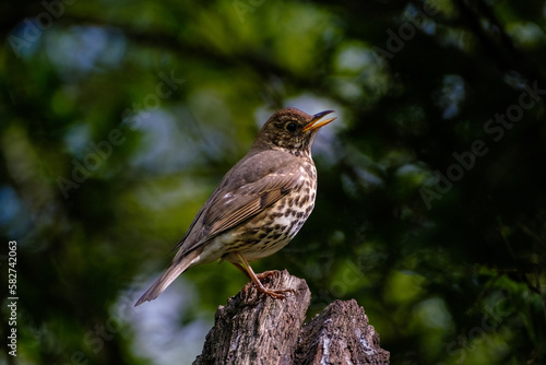 Zanglijster - Song Thrush