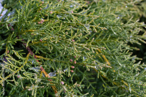 beautiful snow-covered green thuja branches. Green plant winter background