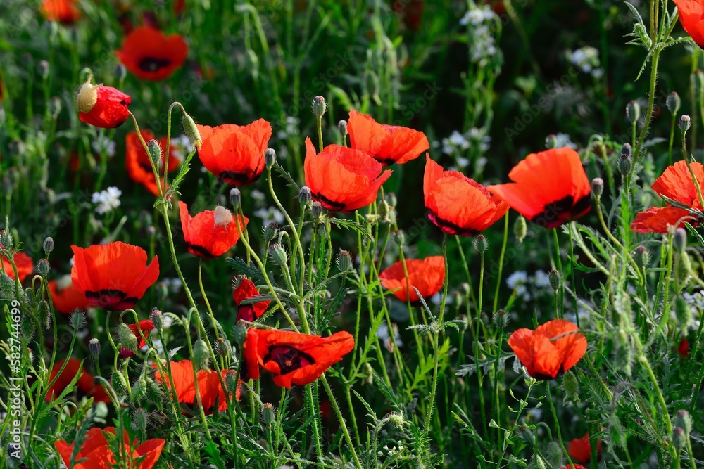 Beautiful wild poppy field in Xinjiang Beautiful wild poppy field in Xinjiang
