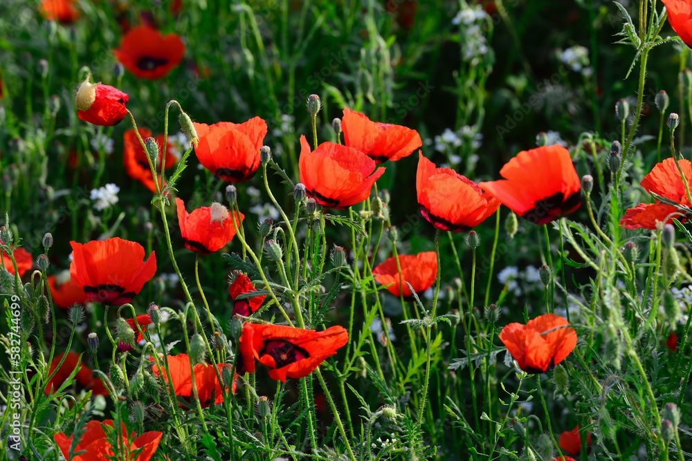 Beautiful wild poppy field in Xinjiang