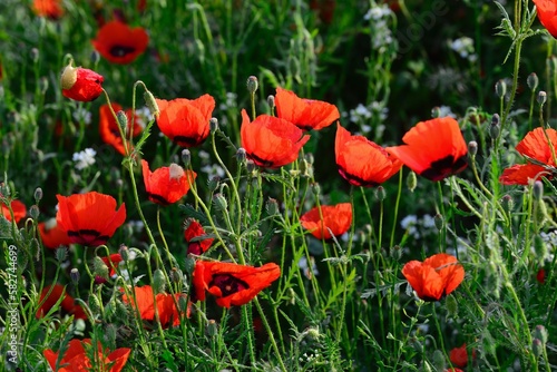 Beautiful wild poppy field in Xinjiang