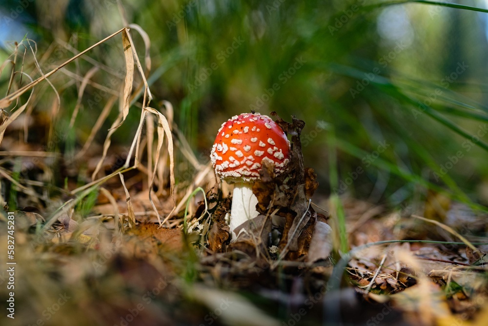 Closeup shot of a wild red cap mushroom in the forest Closeup shot of a wild red cap mushroom in the forest