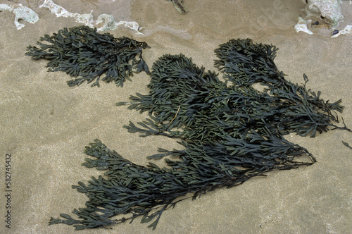 Fucus vesicolus, Algue,  varech photo