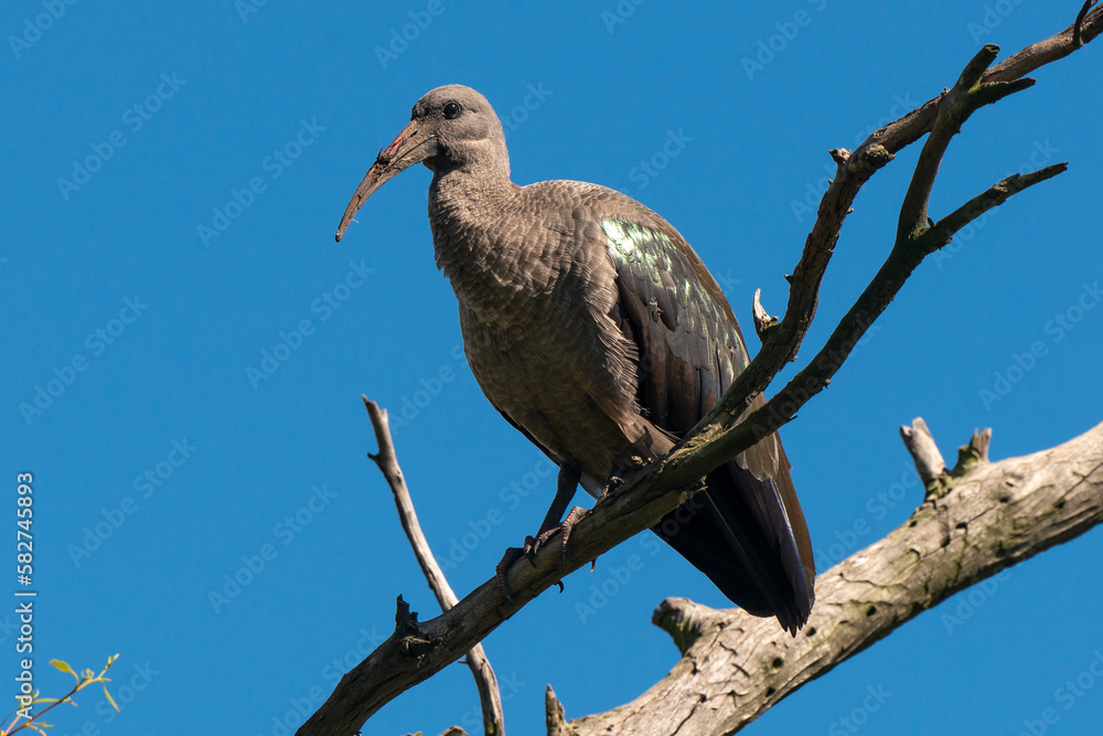Ibis hagedash,.Bostrychia hagedash ,Hadada Ibis, Afrique du Sud Ibis hagedash,.Bostrychia hagedash ,Hadada Ibis, Afrique du Sud