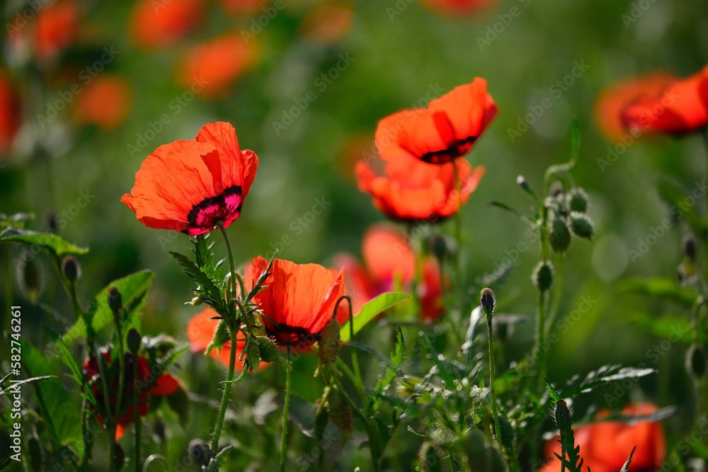 Naklejka premium Beautiful wild poppy field in Xinjiang