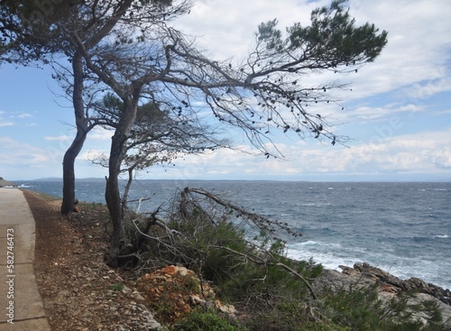 Overlooking evergreen branch over the sea.  Green pine tree above the blue sea.Beautiful Croatian branch of pine with green cones.