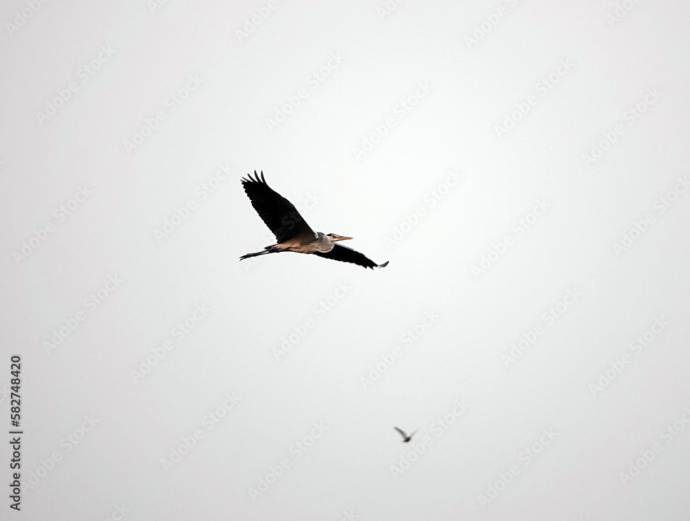 Naklejka premium Majestic Great blue heron soaring through the air