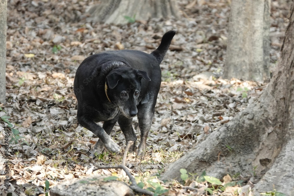 Black dog walking around the forest