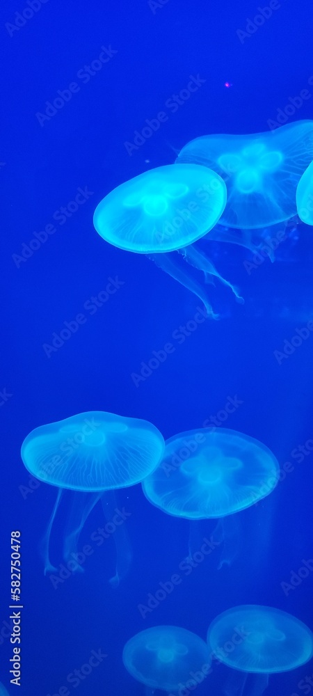 jellyfish in aquarium jellyfish in aquarium