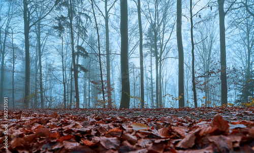 Kahler Wald im Winter, bläulich schimmernder Nebel steht in Kontrast mit dem roten Buchenlaub am Boden.