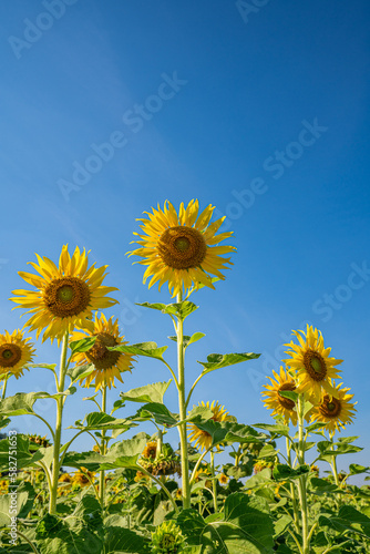 Sunflower field in a sunny day with blue sky in the background