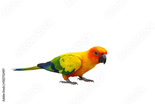 Colorful sun conure parrot eating sunflower seeds isolated on transparent background png file