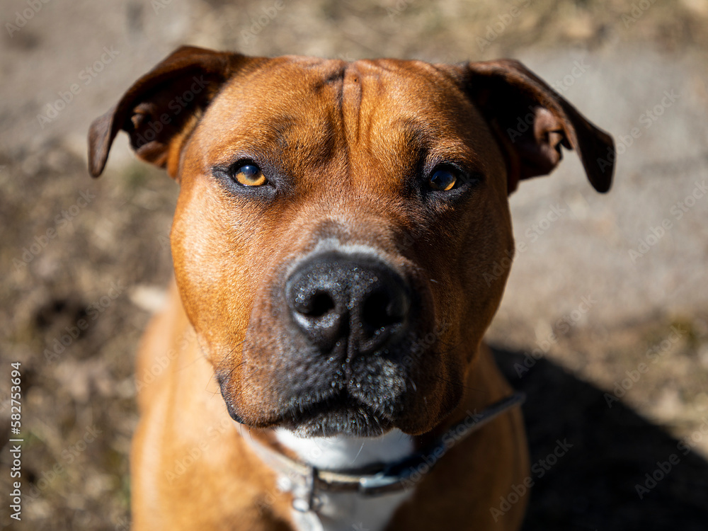 portrait of a dog portrait of a dog