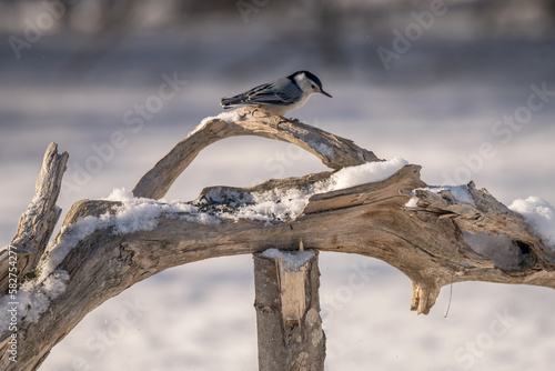 nut hatch perched in winter