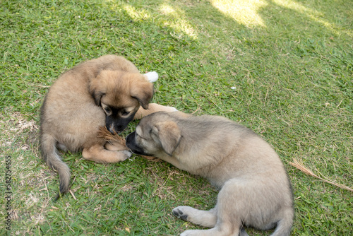 Two naughty one month old puppies play around with a piece of straw. Behavioral and personality development in young dogs.