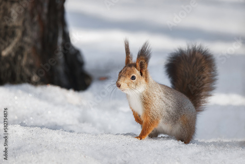 cute young squirrel on tree with held out paw against blurred winter forest in background.