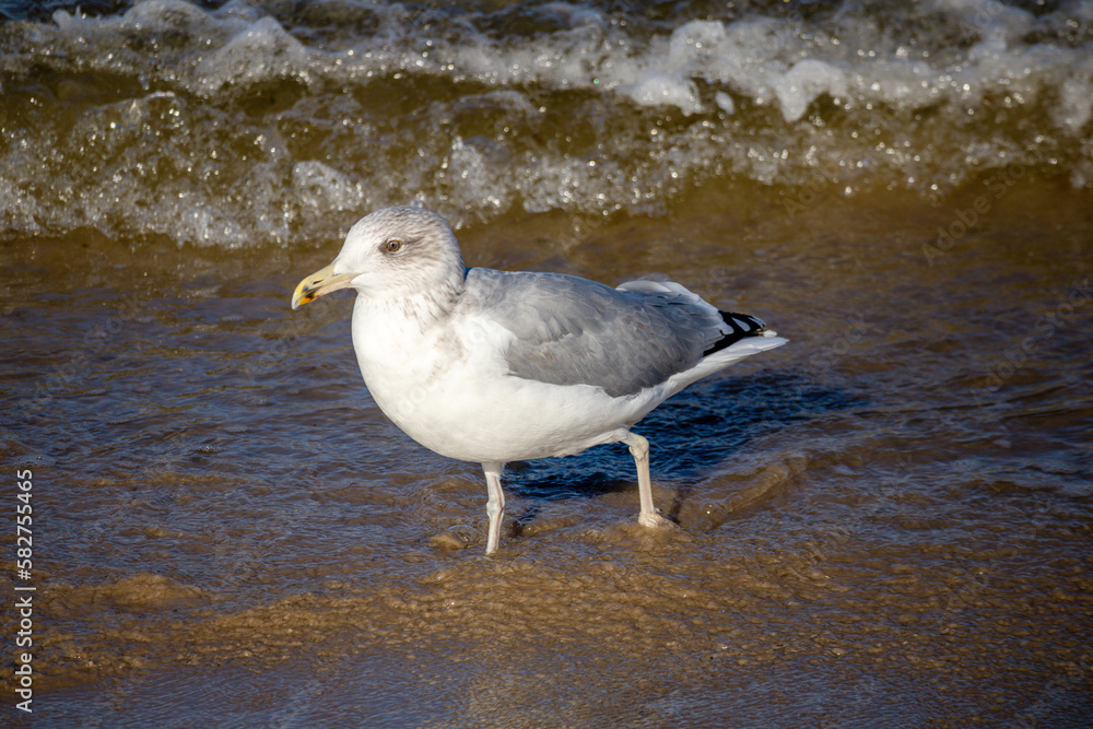 Fototapeta premium Herring Gull (Larus argentatus) walking on blue sea and brown sea sand on a sunny day