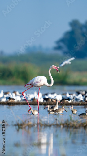 The greater flamingo  Phoenicopterus roseus  