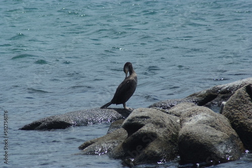 cormorano spiaggia di cannigione in sardegna