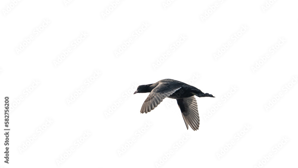 Fototapeta premium Eurasian coot (Fulica atra)