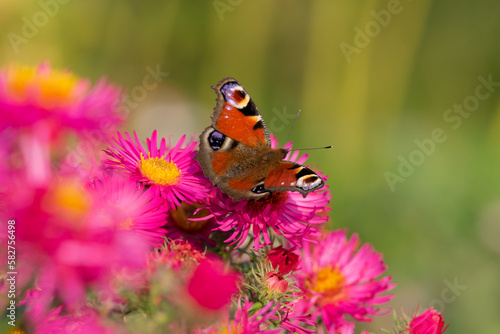 Closeup of the Peacock butterfly (Aglais io) on the pink flower in the garden on a blurry background