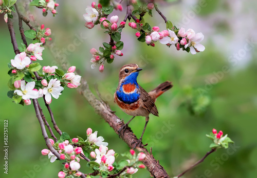 male bluethroat sits on the branches of an apple tree with pink flowers on a ...