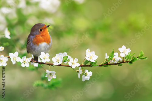 bird robin sitting on cherry branches with white flowers on a sunny spring day