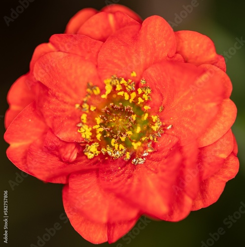 Closeup of blooming red Gravilat