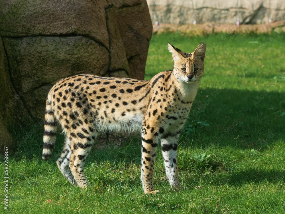 Baby serval walking in the Dubai safari Baby serval walking in the Dubai safari