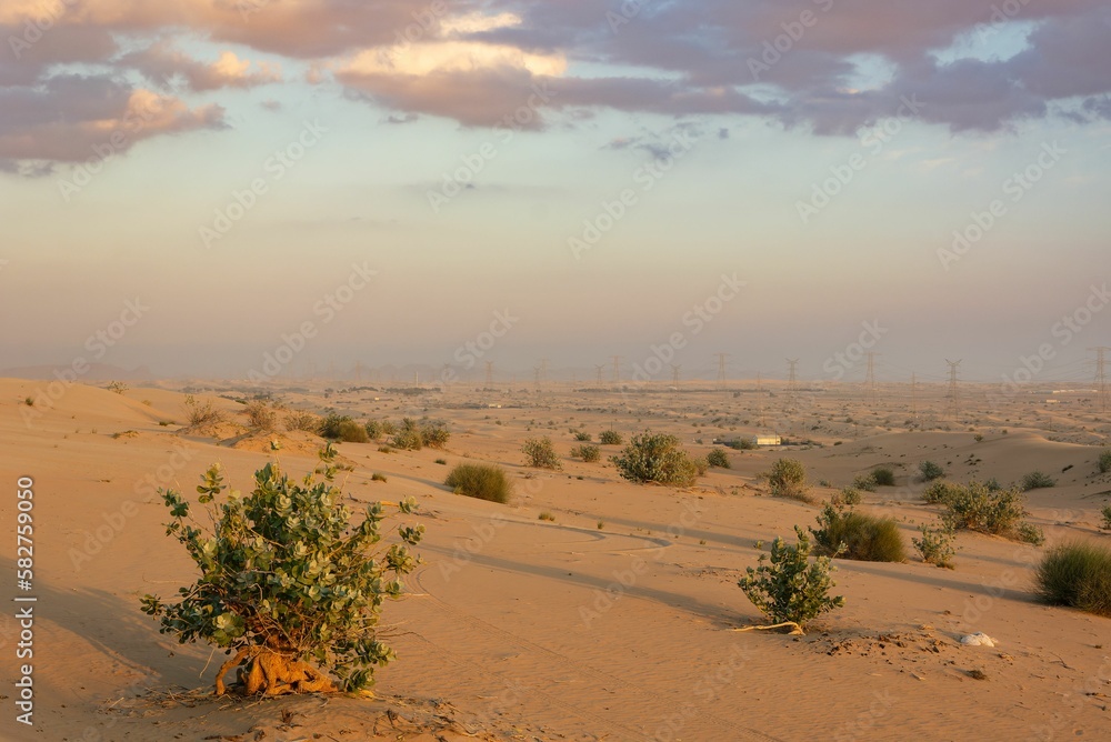 Desert with dry plants and cactuses at sunset Desert with dry plants and cactuses at sunset