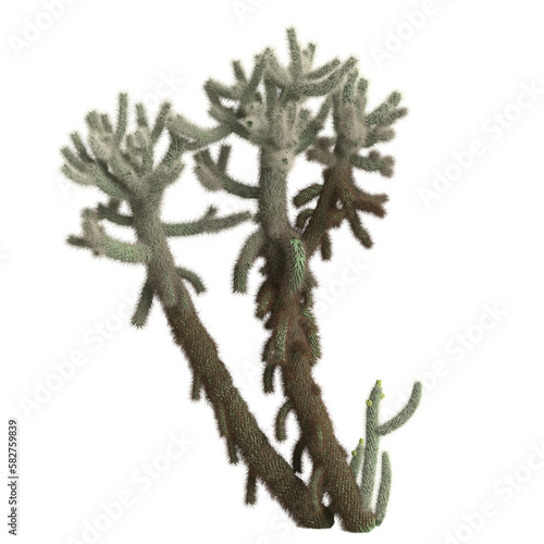 3d illustration of cholla luminance bush isolated on transparent background photo