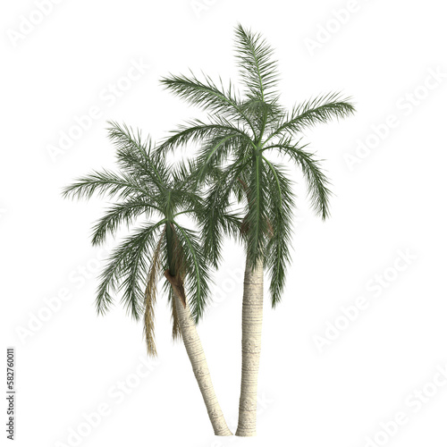 3d illustration of roystonea regia palm isolated on transparent background
